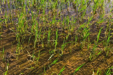 rice plantation in the ebro river delta