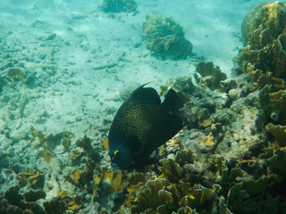 Naklejka na ściany i meble French angelfish on coral reef in the Caribbean 