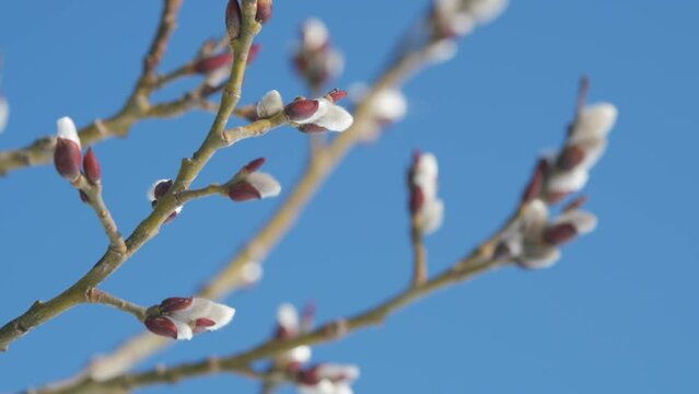 Willow branches Salix caprea in early spring. Fluffy buds bloom during spring.