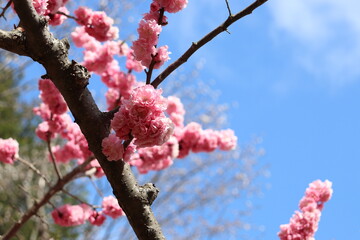 八重桜