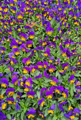 Pansies flowers in a spring garden