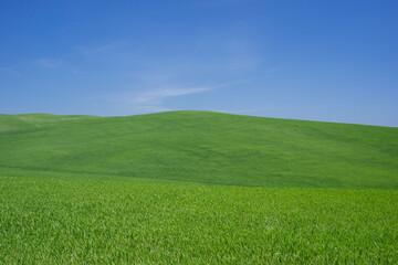 colline verdi Val D'Orcia