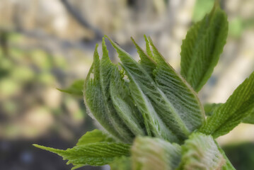 chestnut leaf