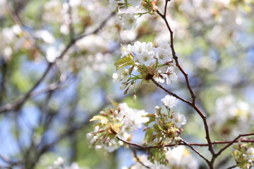 Fototapeta premium サクラ