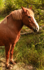 Naklejka na ściany i meble Long shot of a brown horse in a farm