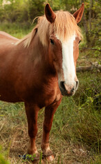 Fototapeta premium Long shot of a brown horse in a farm