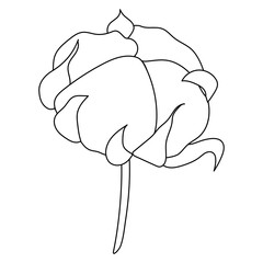 Cotton plant logo. Hand drawn wedding grass with elegant leaves. Can be used for information banners, posters, as an emblem design, logo, label, as well as for wedding, greeting, invitation cards. 