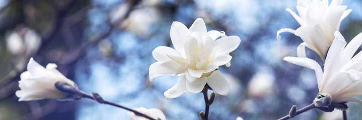 White magnolia flowers on a branch closeup. Beautiful blooming spring tree in the park. Banner	