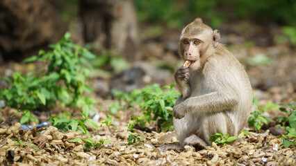 Monkey was eating his delicious nuts alone and looking happy in the wild nature.