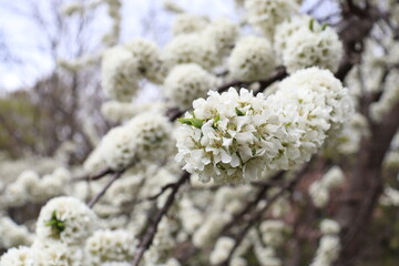 八重桜
