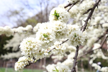 Obraz premium 八重桜