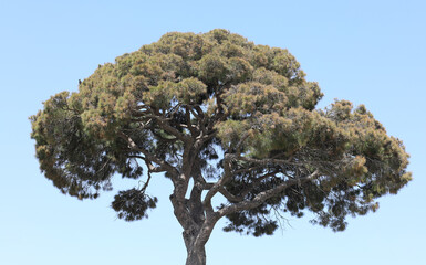 tall exotic green trees in summer