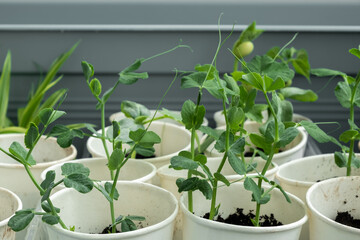 Young sprouts of green peas in different containers on the windowsill. The concept of a vegetable garden on the windowsill. food crisis.