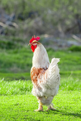 Beautiful Rooster standing on the grass in blurred nature green background.rooster going to crow.