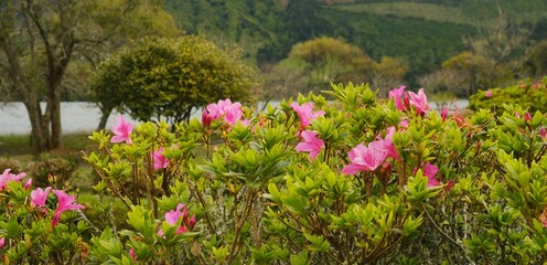 Obraz premium Pink flowers on the green bush in the garden