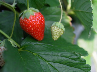 二つ並んだ新鮮ないちご