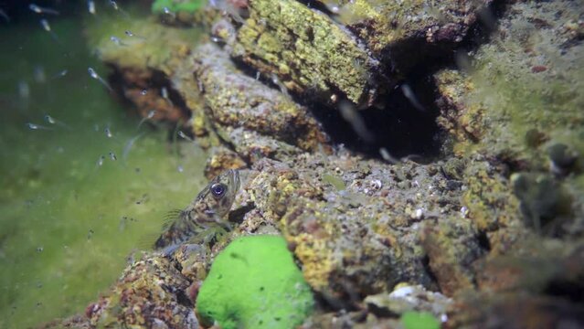 Macro shooting crayfish Acanthogammarus deep underwater in animal world of peculiar wild nature of Lake Baikal in Siberia Russia.