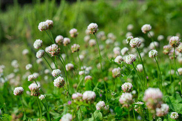 Obraz premium 野草2