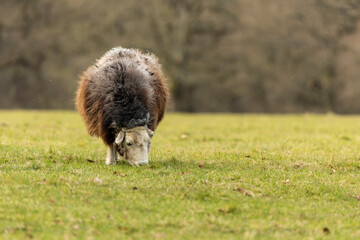 Jacob sheep breed eating grass in their paddock