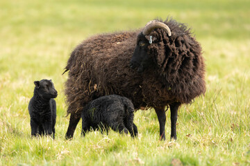 Hebridean sheep ewe and her recently born lambs on the Trentham gardens estate Newcastle under Lyme