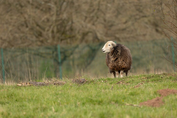 Jacob sheep breed eating grass in their paddock
