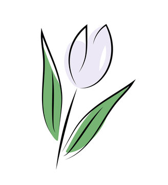 Fioletowy tulipan