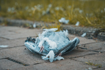 Disgusting killed pigeon lying on the pavement on it's back. Dead corpse with red claws and teal...