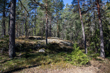 
Pine trees in the spring forest in the early morning