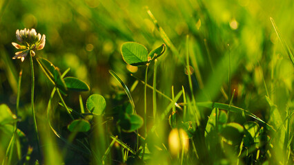 Macro d'herbes sauvages, baignées d'une lumière dorée pendant l'heure dorée