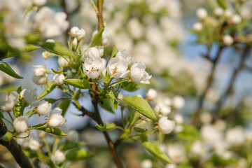 Flowering pear branch. flower close-up.