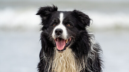 border collie dog at the beach