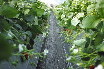 ビニールハウスのいちご