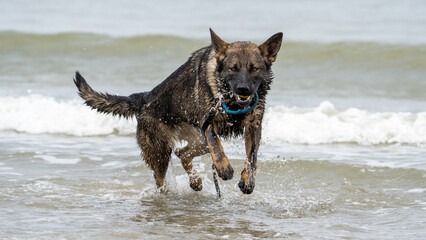 german shepherd dog on beach in the water with a toy in his mouth to play on the sand on a sunny summer day