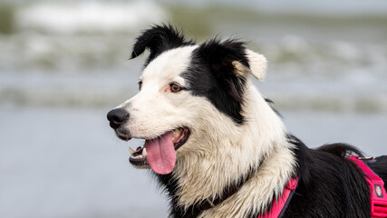 portrait of a dog at the beach in the sun. Dog at the beach