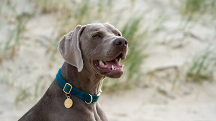 portrait of a dane on the beach in summer. Dog on the beach. Beautifull sand and green colours. Dog...