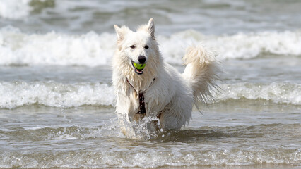 Dog on the beach. Beautiful white dog. Swiss shepherd dog. Dog with a toy in his mouth playing. dog runs along the beach in a spray of water