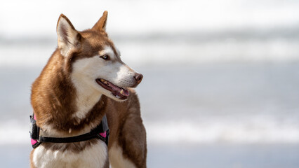 siberian husky on the beach in summer time