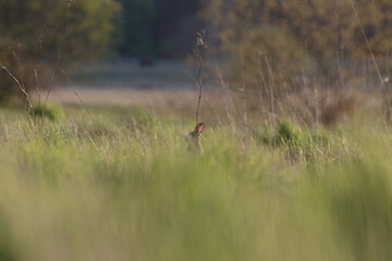 Wildkaninchen am Bau