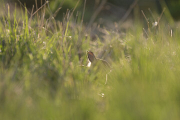 Wildkaninchen am Bau