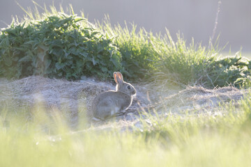 Wildkaninchen am Bau