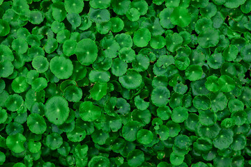 Green water pennywort 