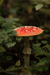 Amanita mushroom with white spots on red cap grows in the forest. Dangerous poisonous mushroom