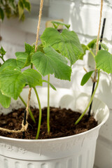 Growing green cucumber seedlings in plastic pot