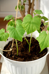 Green cucumber seedlings growing in flowerpot