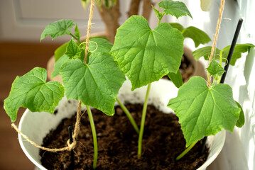 Green cucumber seedlings growing in flowerpot