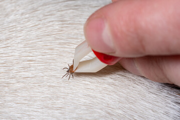 Removing a tick from a dog. A tick in parasite removal tongs in close-up. Danger to animals.