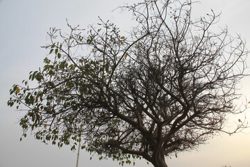 Beautiful view of a tree whose leaves are falling in autumn