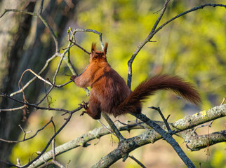 Eurasian red squirrel (Sciurus vulgaris) on a acorn tree, looking for twigs to build a nest - Powered by Adobe