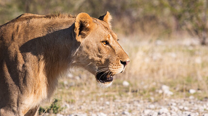 lioness walking on the savannah