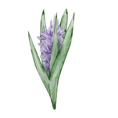 Watercolor garden purple flower.